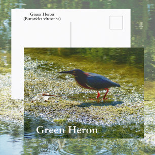 Grüner Reiher Everglades-Wasser Vogel-Fotografie Postkarte