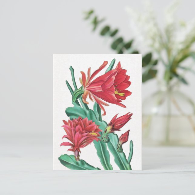 Grüner roter blühender Kaktus Postkarte (Stehend Vorderseite)