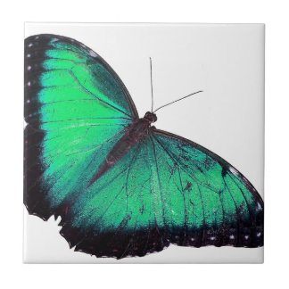 Grüner Schmetterling Fliese