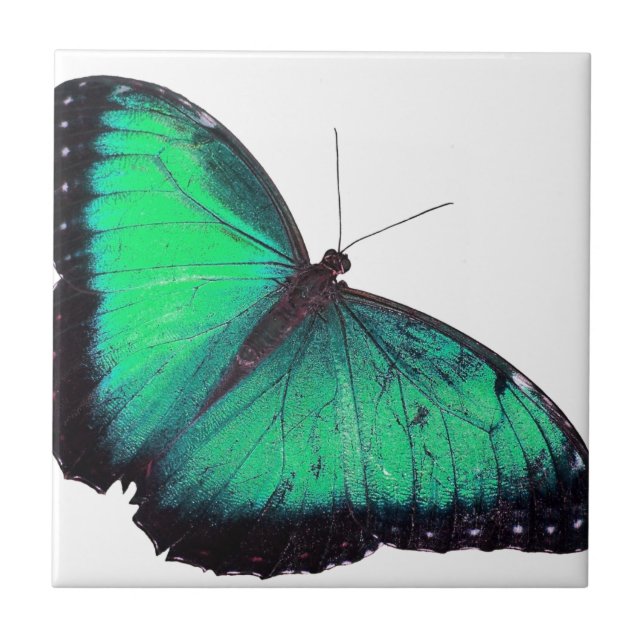 Grüner Schmetterling Fliese (Vorderseite)