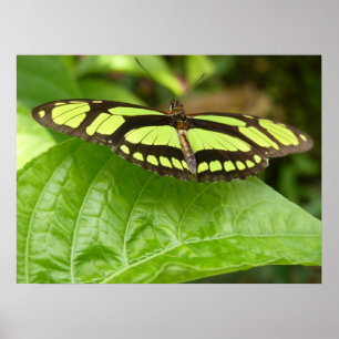 grüner Schmetterling Poster