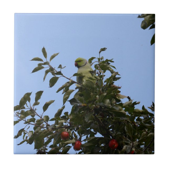 Grüner Sittich Fliese (Vorderseite)