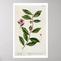 Grüner Tee, Teller 351 von "A Curious Herbal", öff