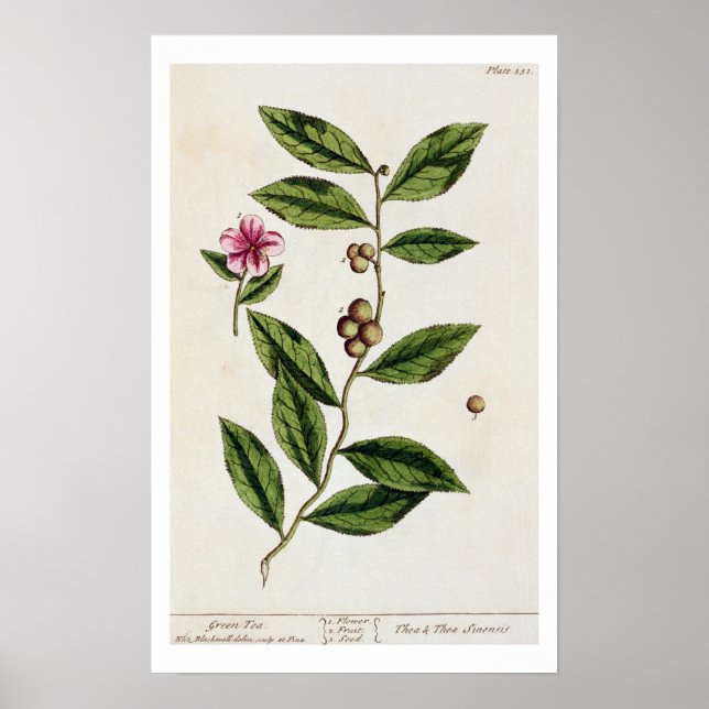 Grüner Tee, Teller 351 von "A Curious Herbal", öff Poster (Vorne)