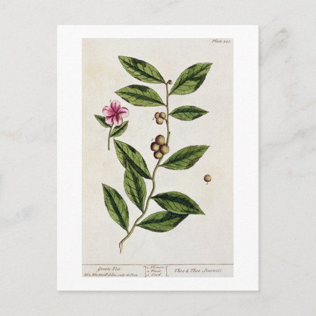 Grüner Tee, Teller 351 von "A Curious Herbal", öff Postkarte (Vorderseite)