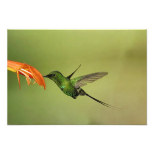 Grüner Thorntail Hummingbird, Cordillera Fotodruck