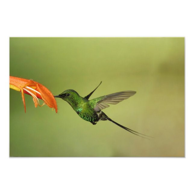 Grüner Thorntail Hummingbird, Cordillera Fotodruck (Vorne)