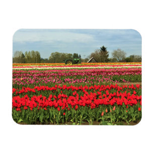 Grüner Traktor in Tulip Field, Oregon Magnet