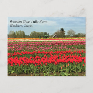 Grüner Traktor in Tulip Field, Oregon Postcard Postkarte