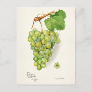 Grüner Traubenstrauß Obst Aquarellmalerei Postkarte