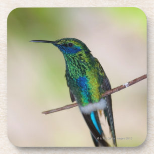Grüner Violett-Ohr Kolibri Untersetzer