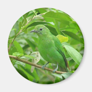 Grüner Vogel Magnet