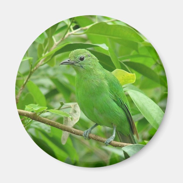 Grüner Vogel Magnet (Vorne)