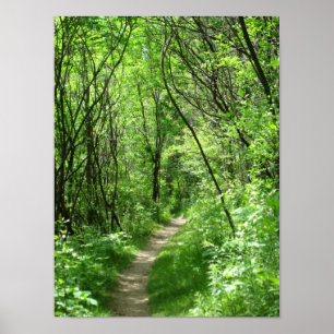 Grüner Waldweg Poster