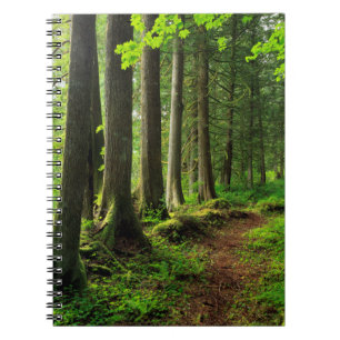 Grüner Waldweg Scenic Notizblock