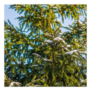 Grüner Weihnachtsbaum im Schnee Fotodruck