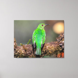Grüner Zuckervogel in Costa Rica Leinwanddruck