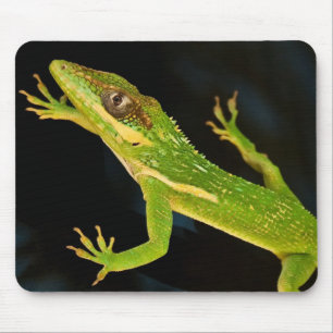 Grünes Anole Mousepad