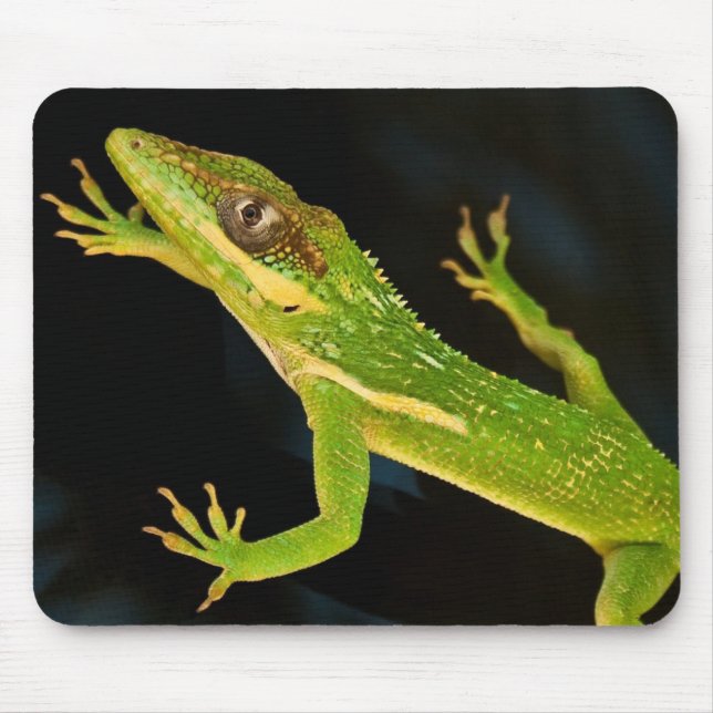 Grünes Anole Mousepad (Vorne)