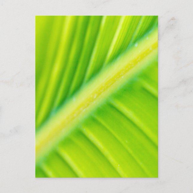 grünes Bananenblatt Postkarte (Vorderseite)