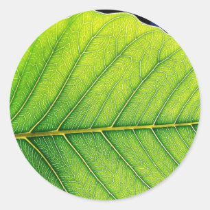 Grünes Blatt-Blätter Runder Aufkleber