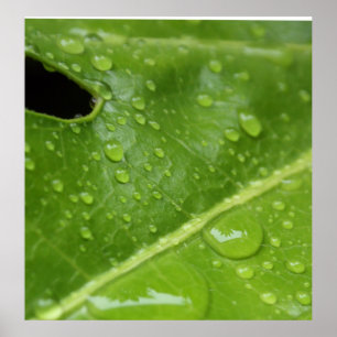 Grünes Blatt mit Regentropfen-Plakat/Druck Poster
