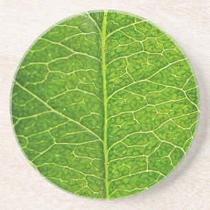 grünes Blatt Sandstein Untersetzer