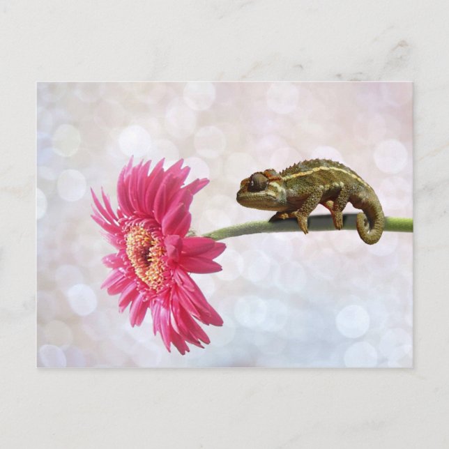 Grünes Chamäleon auf rosa Blume Postkarte (Vorderseite)