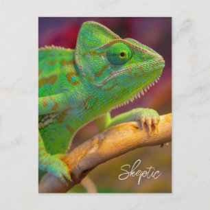 Grünes Chamäleon Postkarte