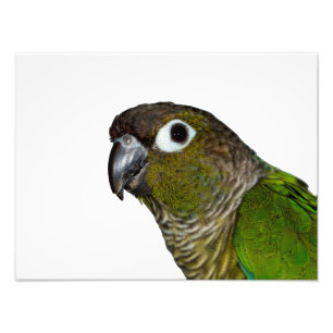 Grünes Cheeked Conure Fotodruck