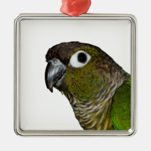 Grünes Cheeked Conure Silbernes Ornament