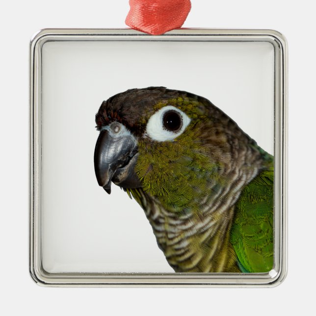 Grünes Cheeked Conure Silbernes Ornament (Vorne)