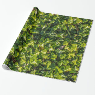 Grünes Efeu-Packpapier Geschenkpapier