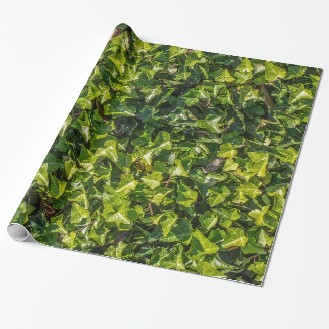 Grünes Efeu-Packpapier Geschenkpapier (Ungerollt)