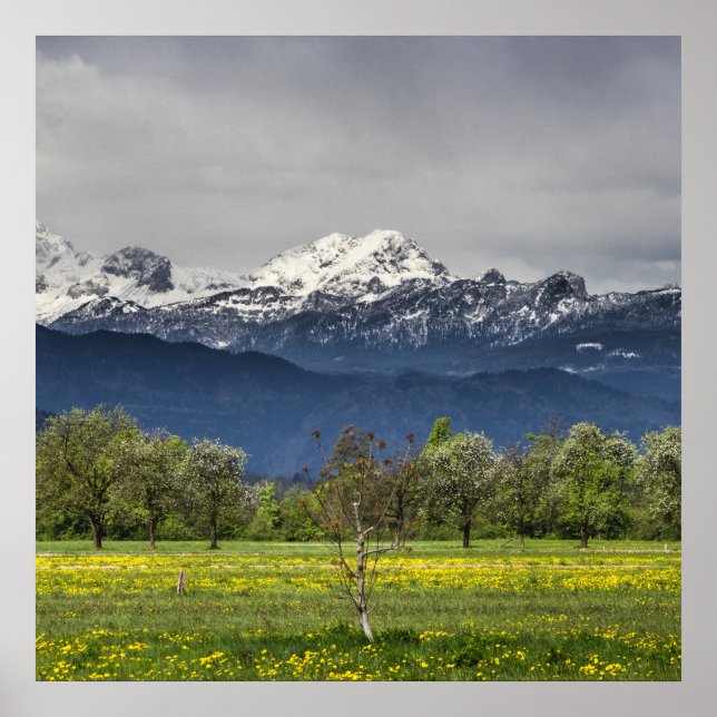 Grünes Feld mit schneebedeckten Alpen Poster (Vorne)