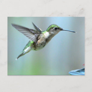 Grünes Foto Hummingbird Postkarte