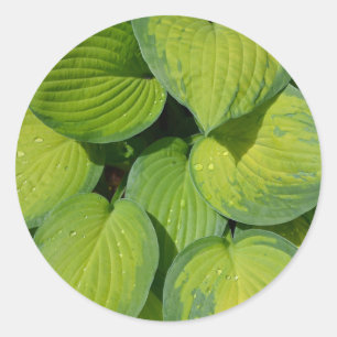 Grünes Frühling Hosta-Pflanzen-Blätter Runder Aufkleber