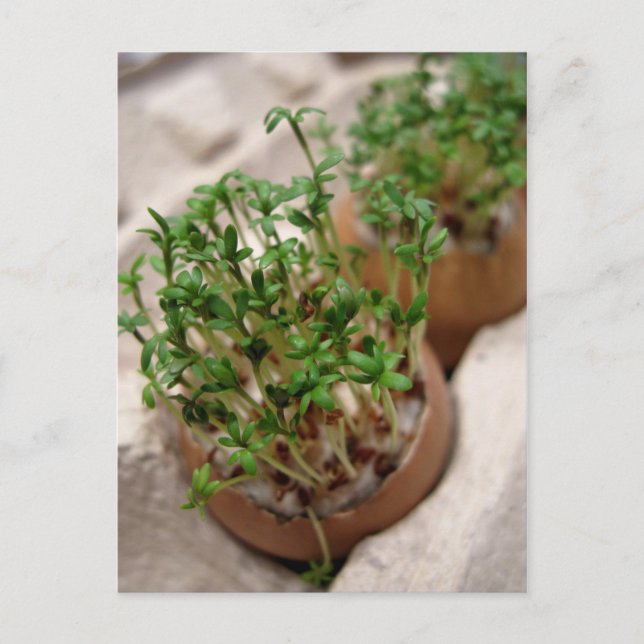 Grünes GartenWappen zu Ostern Ei Postkarte (Vorderseite)