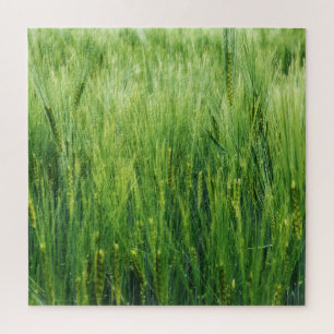 Grünes Gerstenfeld, Frühjahrsnähe. Puzzle