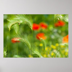 Grünes Gras mit roten Mohn als Hintergrund Poster