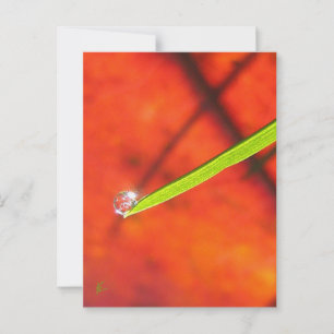 Grünes Gras mit Taube, Rot und Grüne Natur Postkarte