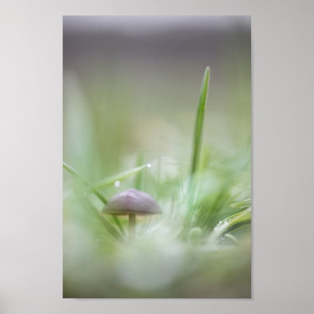 Grünes Gras Mushroom Nature Foto Poster (Vorne)