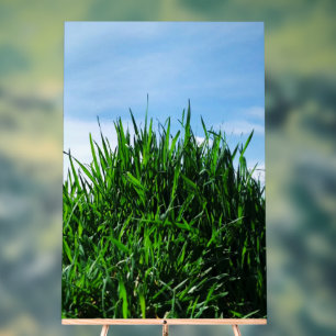 Grünes Gras vor dem Hintergrund des endlosen Acrylschild