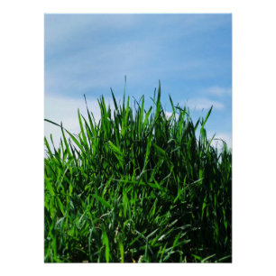 Grünes Gras vor dem Hintergrund des endlosen Poster
