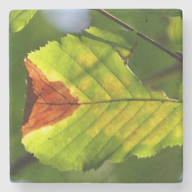 Grünes Herbstblatt Steinuntersetzer (Vorderseite)