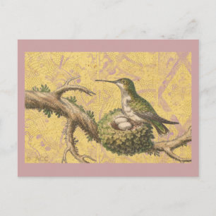 Grünes Kolibrinest Eier Ast Postkarte