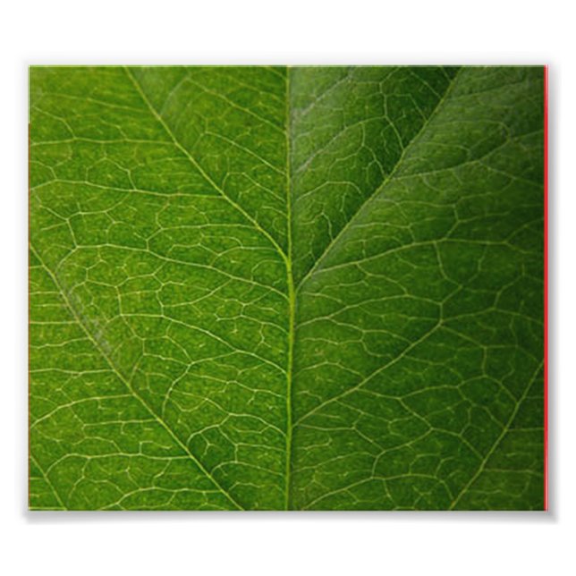 Grünes Leaf Fotodruck (Vorne)