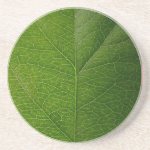 Grünes Leaf Getränkeuntersetzer
