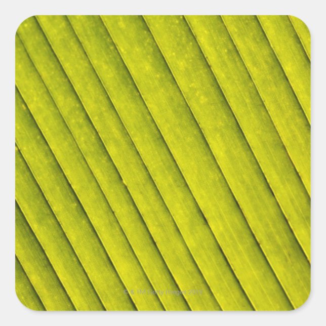 Grünes Leaf im botanischen Garten 3 Quadratischer Aufkleber (Vorderseite)