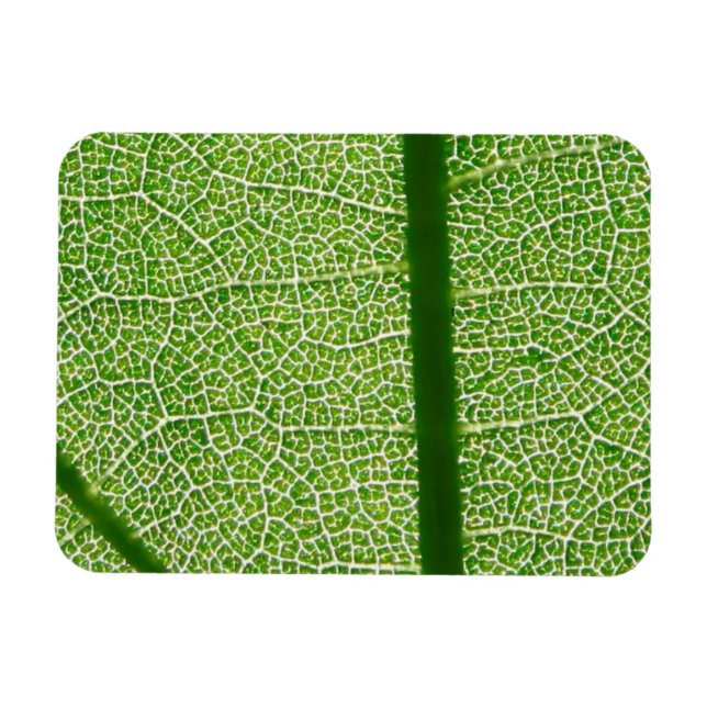 Grünes Leaf Nah Magnet (Horizontal)